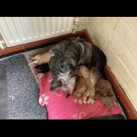 Jackapoo - Dogs