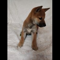 Japanese Shiba Inu - Bitches