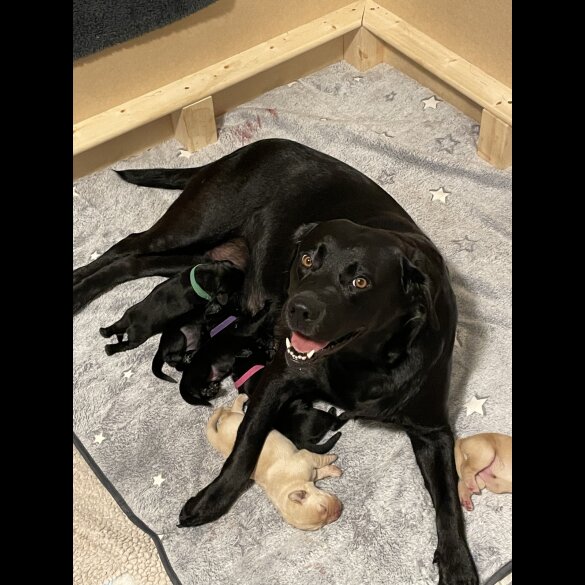Labrador Retriever - Both