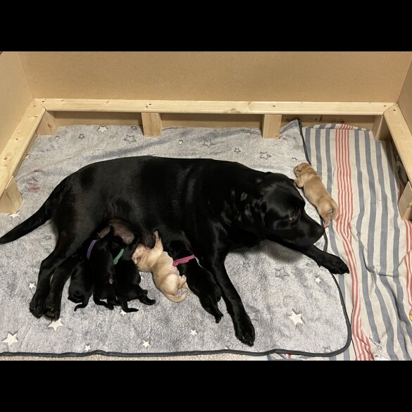 Labrador Retriever - Both