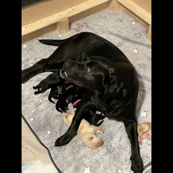 Labrador Retriever - Both