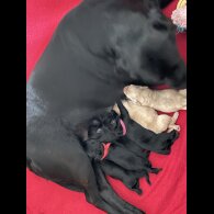Labrador Retriever - Both
