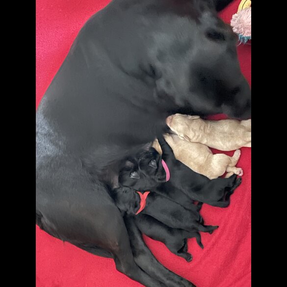 Labrador Retriever - Both