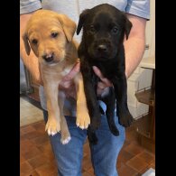 Labrador Retriever - Both