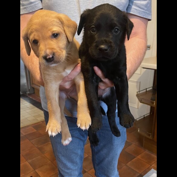 Labrador Retriever - Both