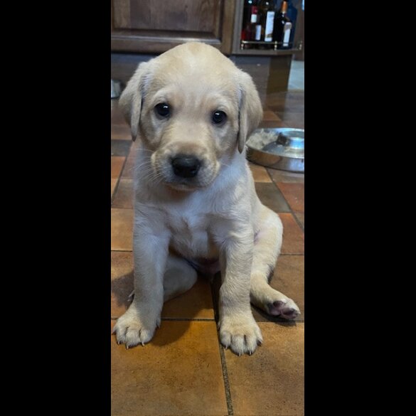 Labrador Retriever - Both