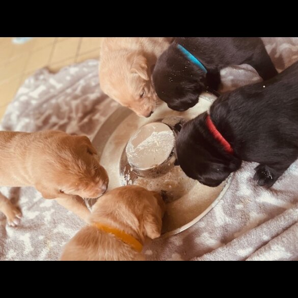 Labrador Retriever - Both