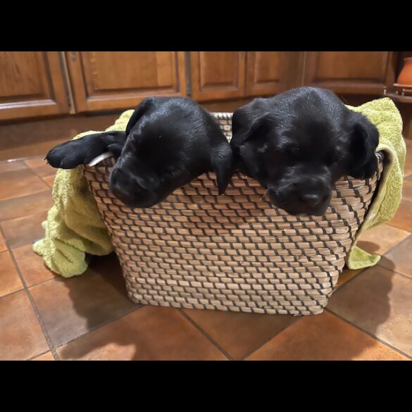 Labrador Retriever - Both