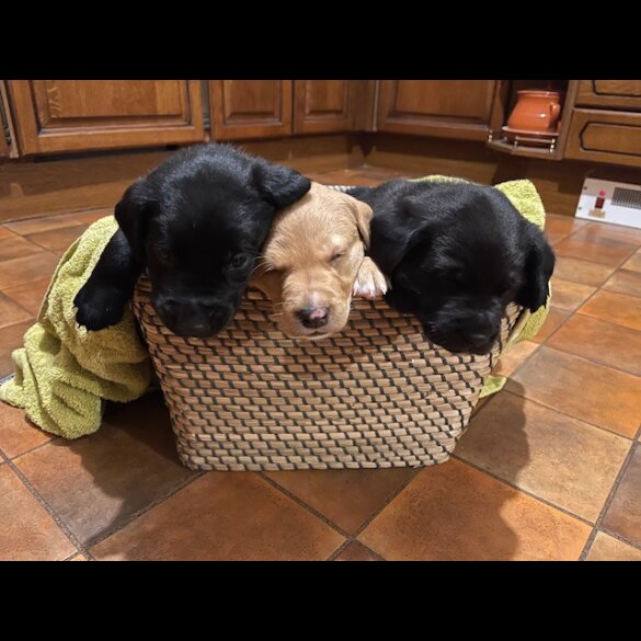 Labrador Retriever - Both