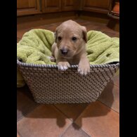 Labrador Retriever - Both