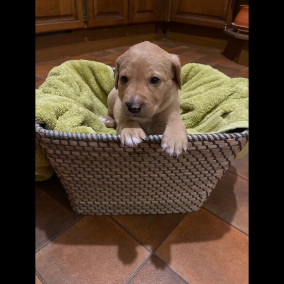 Labrador Retriever - Both