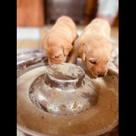 Labrador Retriever - Both