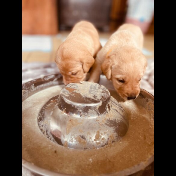 Labrador Retriever - Both