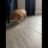 Labrador Retriever - Both