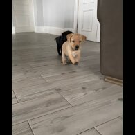 Labrador Retriever - Both
