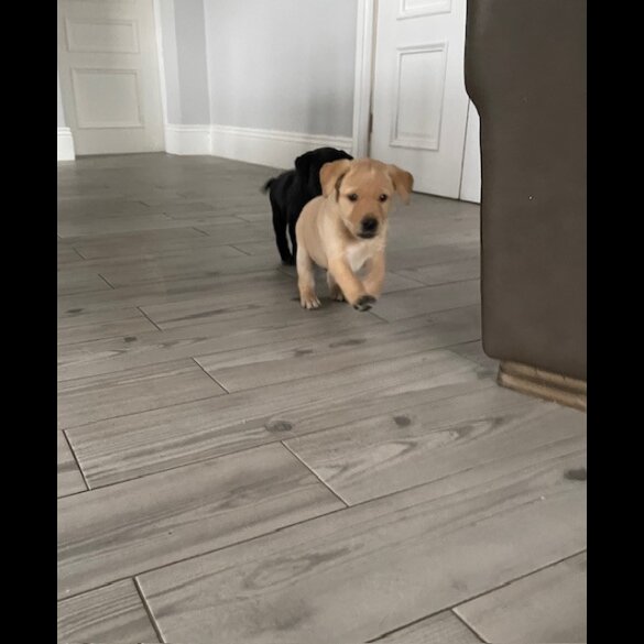 Labrador Retriever - Both