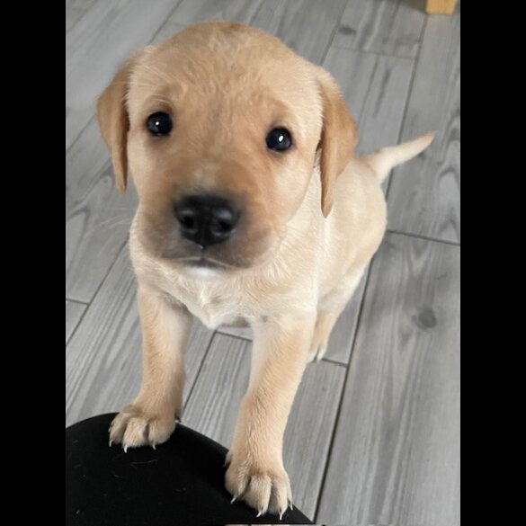 Labrador Retriever - Both