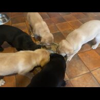 Labrador Retriever - Both