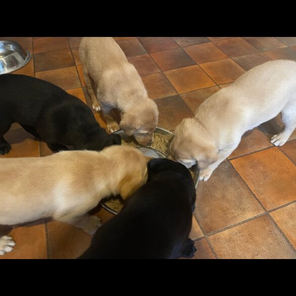 Labrador Retriever - Both