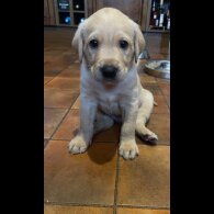Labrador Retriever - Both