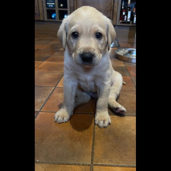 Labrador Retriever - Both
