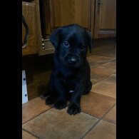 Labrador Retriever - Both
