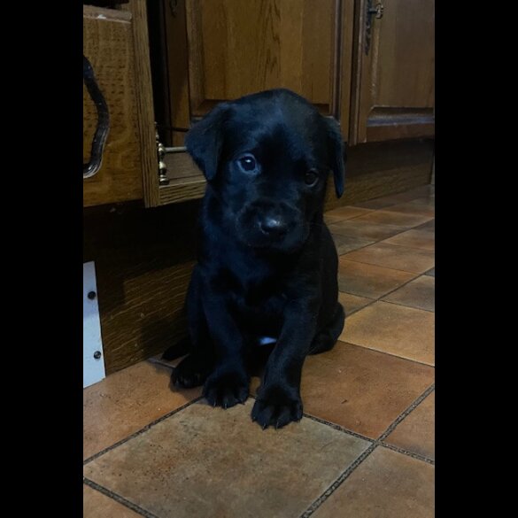 Labrador Retriever - Both