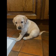 Labrador Retriever - Both
