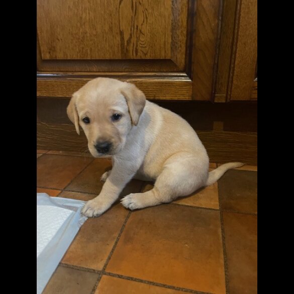 Labrador Retriever - Both