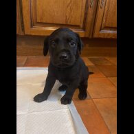 Labrador Retriever - Both