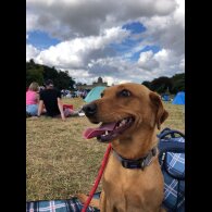 Labrador Retriever - Both