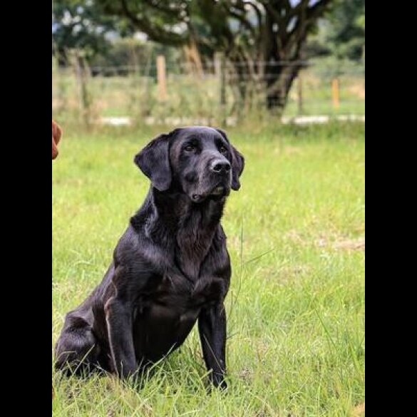 Labrador Retriever - Both