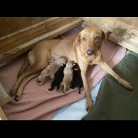 Labrador Retriever - Both