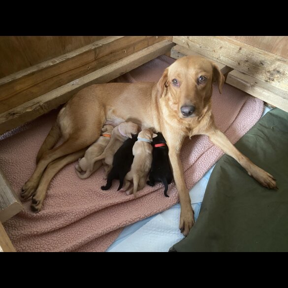 Labrador Retriever - Both
