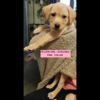 Labrador Retriever - Both