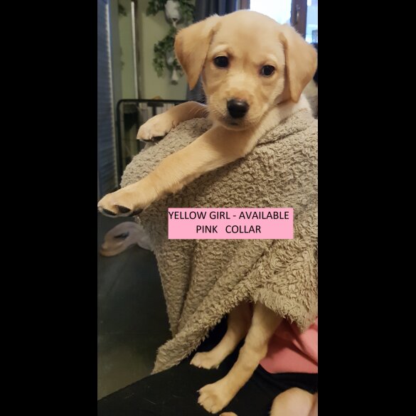 Labrador Retriever - Both
