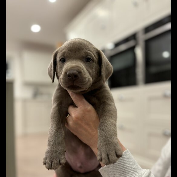 Labrador Retriever - Both