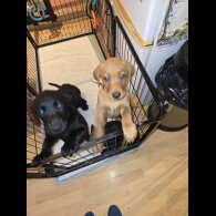 Labrador Retriever - Both