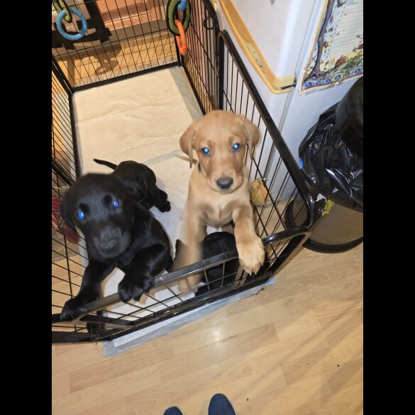 Labrador Retriever - Both
