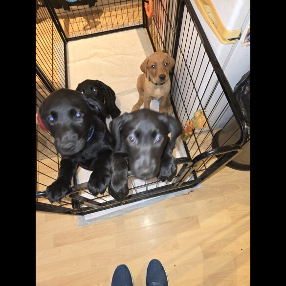 Labrador Retriever - Both
