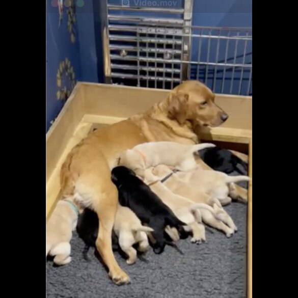 Labrador Retriever - Both