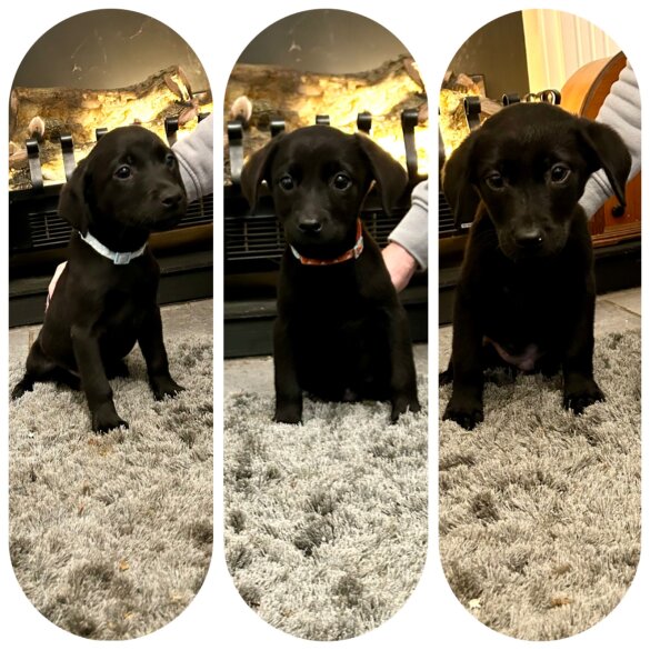 Labrador Retriever - Both