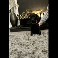 Labrador Retriever - Both