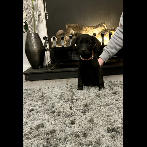 Labrador Retriever - Both