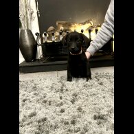 Labrador Retriever - Both
