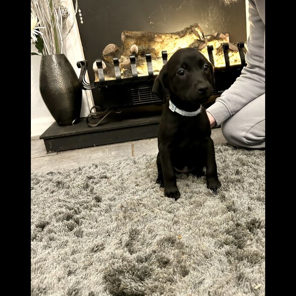 Labrador Retriever - Both