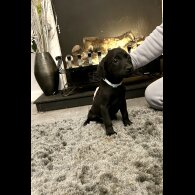 Labrador Retriever - Both