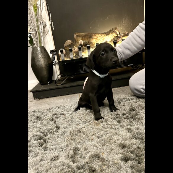 Labrador Retriever - Both