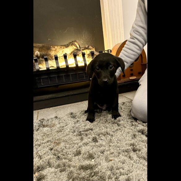 Labrador Retriever - Both