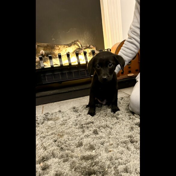Labrador Retriever - Both